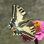 papillon royal sur fleur rose