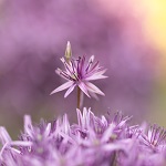 abeille sur fleurs de ciboulette