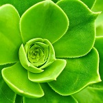 plante grasse verte