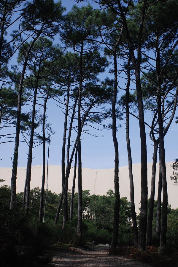 arbres