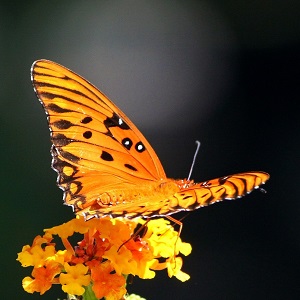 papillon