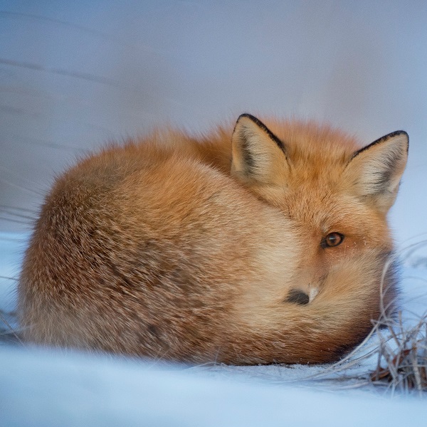 renard dans la neige