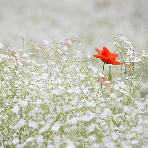  coquelicot et fleurs blancs