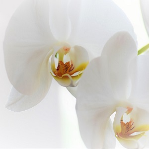 fleurs d'orchidée blanches